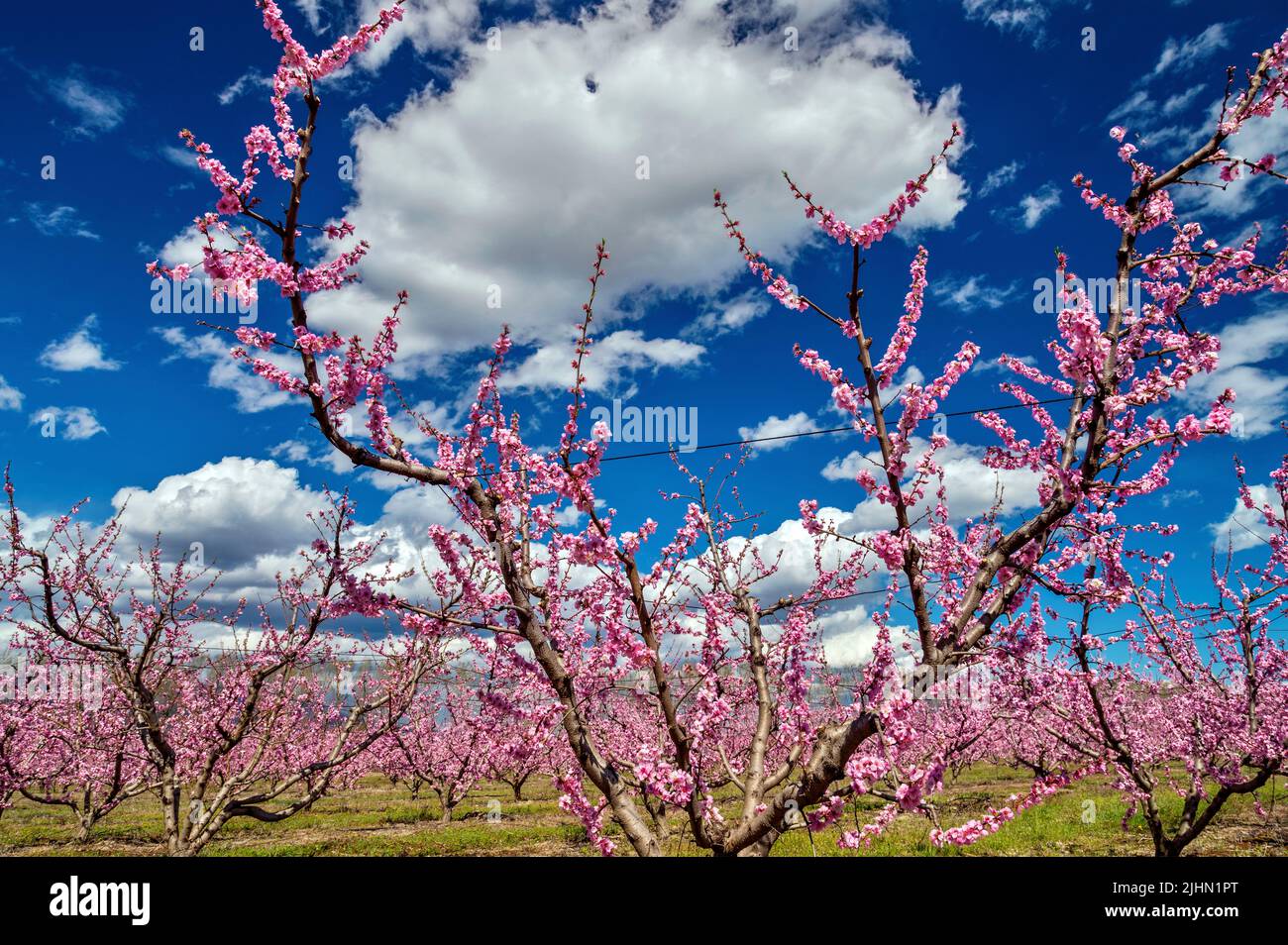 Peach trees in blossom close to Giannitsa town, Pella, Macedonia, Greece. Stock Photo