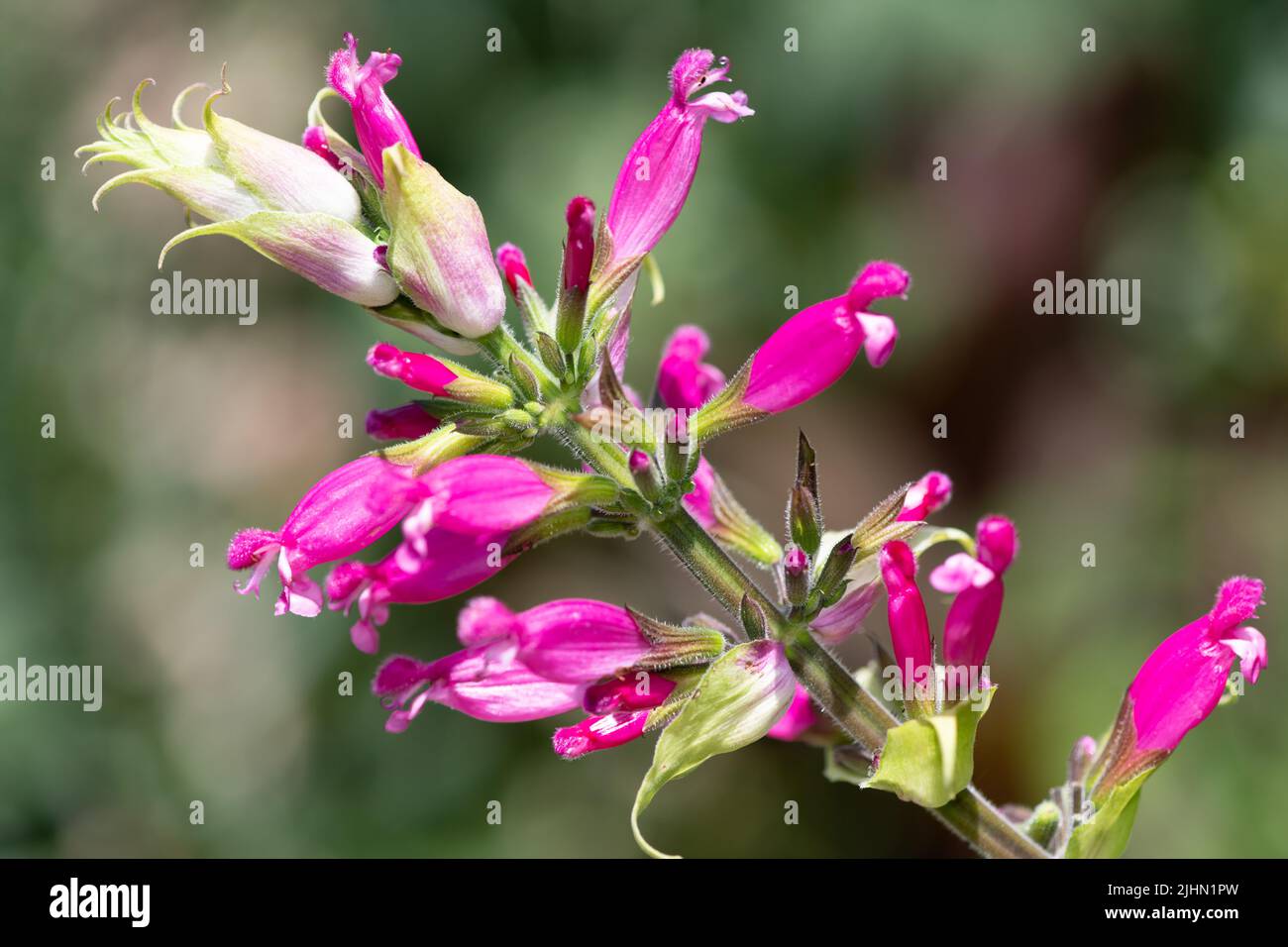Close up of roseleaf sage (salvia involucrata) flowers in bloom Stock Photo