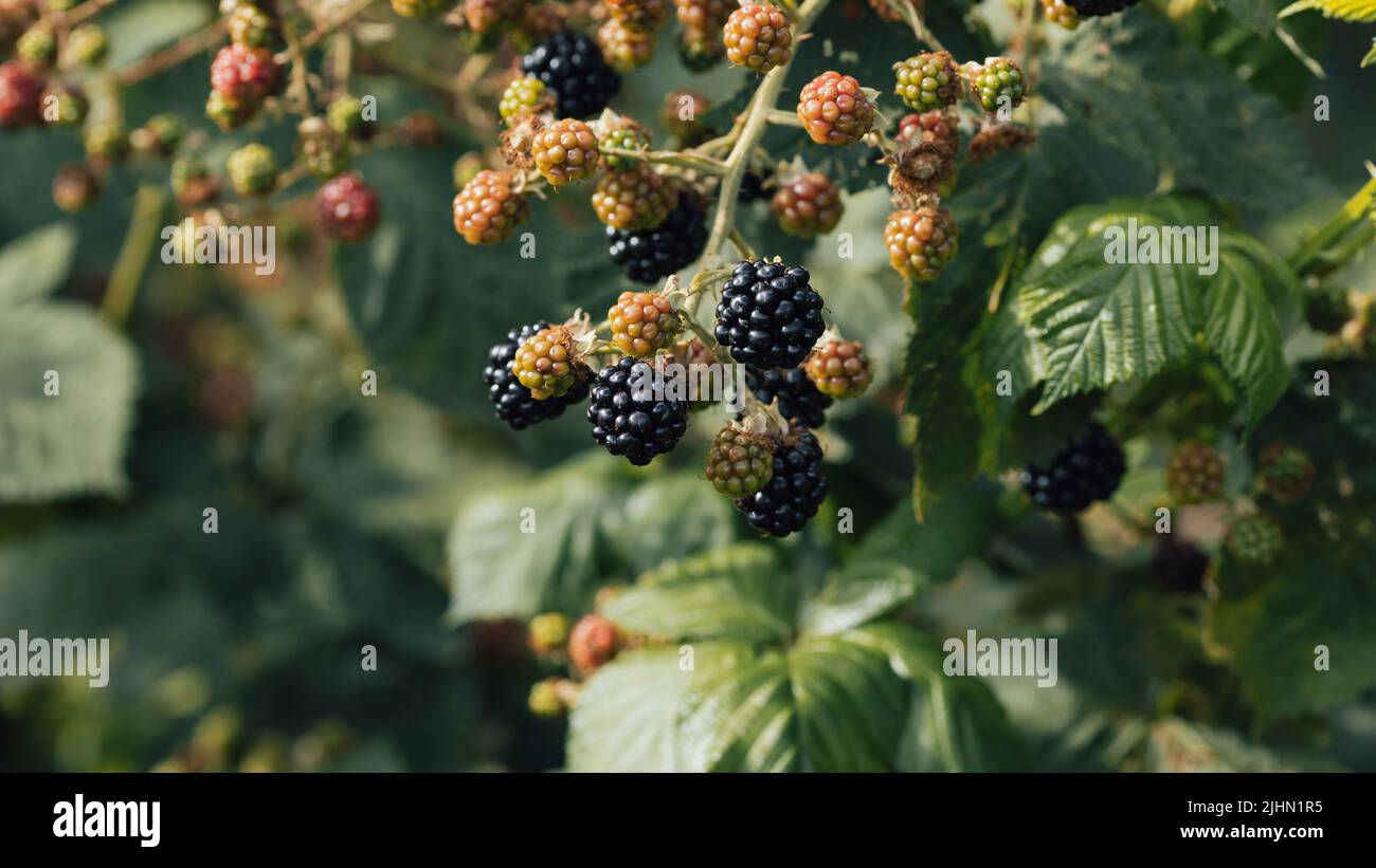 Blackberries (Rubus fruticosus) on a bush Stock Photo