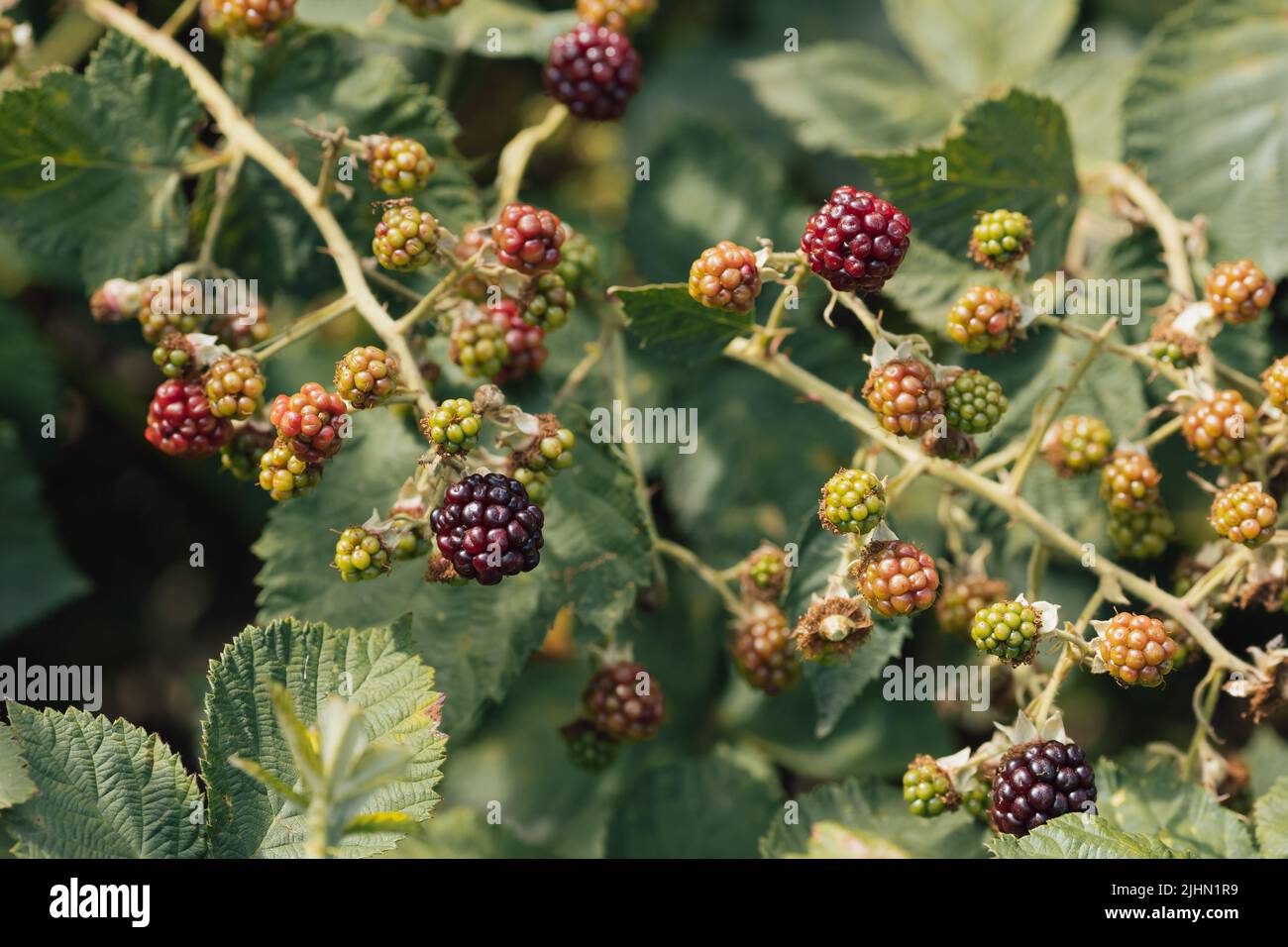 Under Ripe Blackerry Unripe blackberries (Rubus fruticosus) on a bush Stock Photo - Alamy