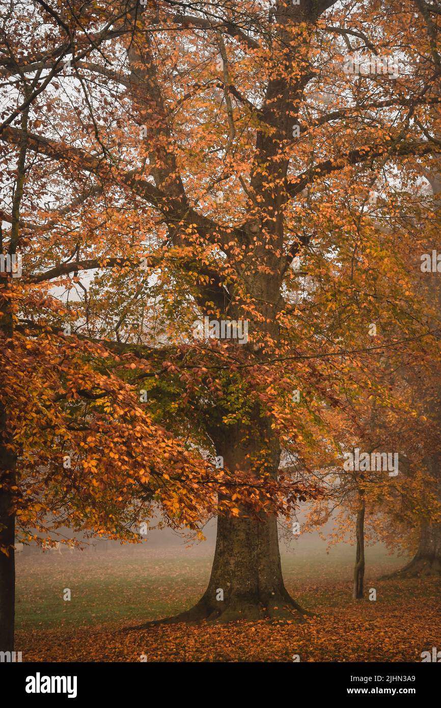 Foggy tree hi-res stock photography and images - Alamy