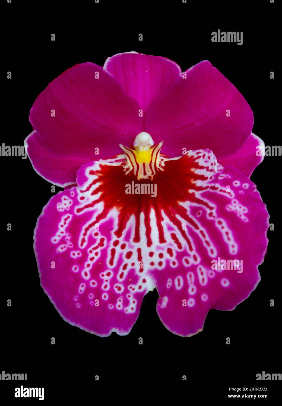 Miltoniopsis orchid against a black background Stock Photo