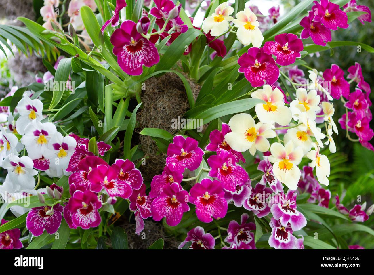 Miltoniopsis orchids in bloom Stock Photo