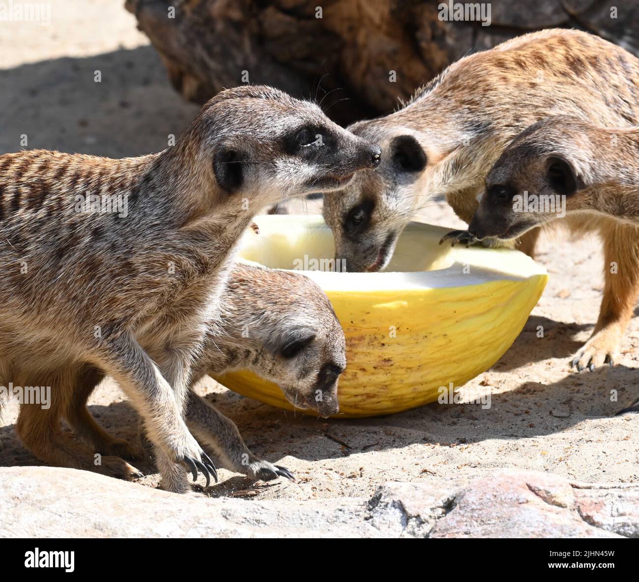 rome-italy-19th-july-2022-meerkats-eat-iced-melon-treats-with