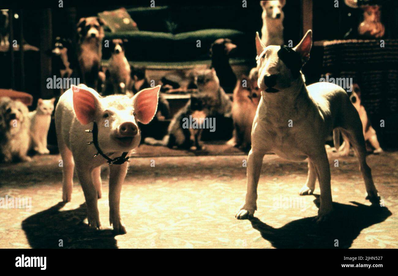 BABE THE PIG, PB THE PITBULL, BABE: PIG IN THE CITY, 1998 Stock Photo