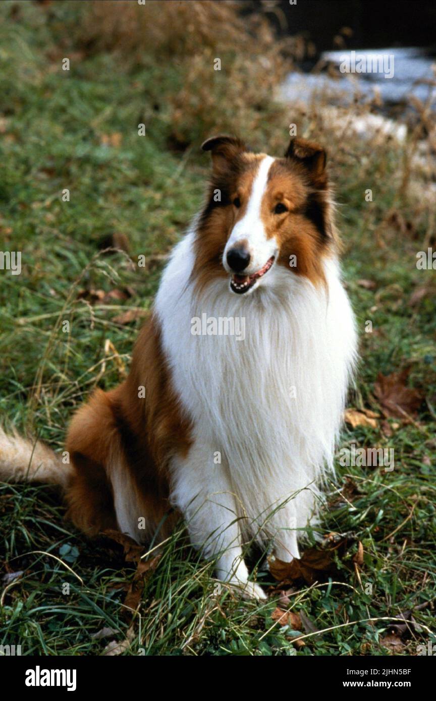 Lassie (1994) French dvd movie cover