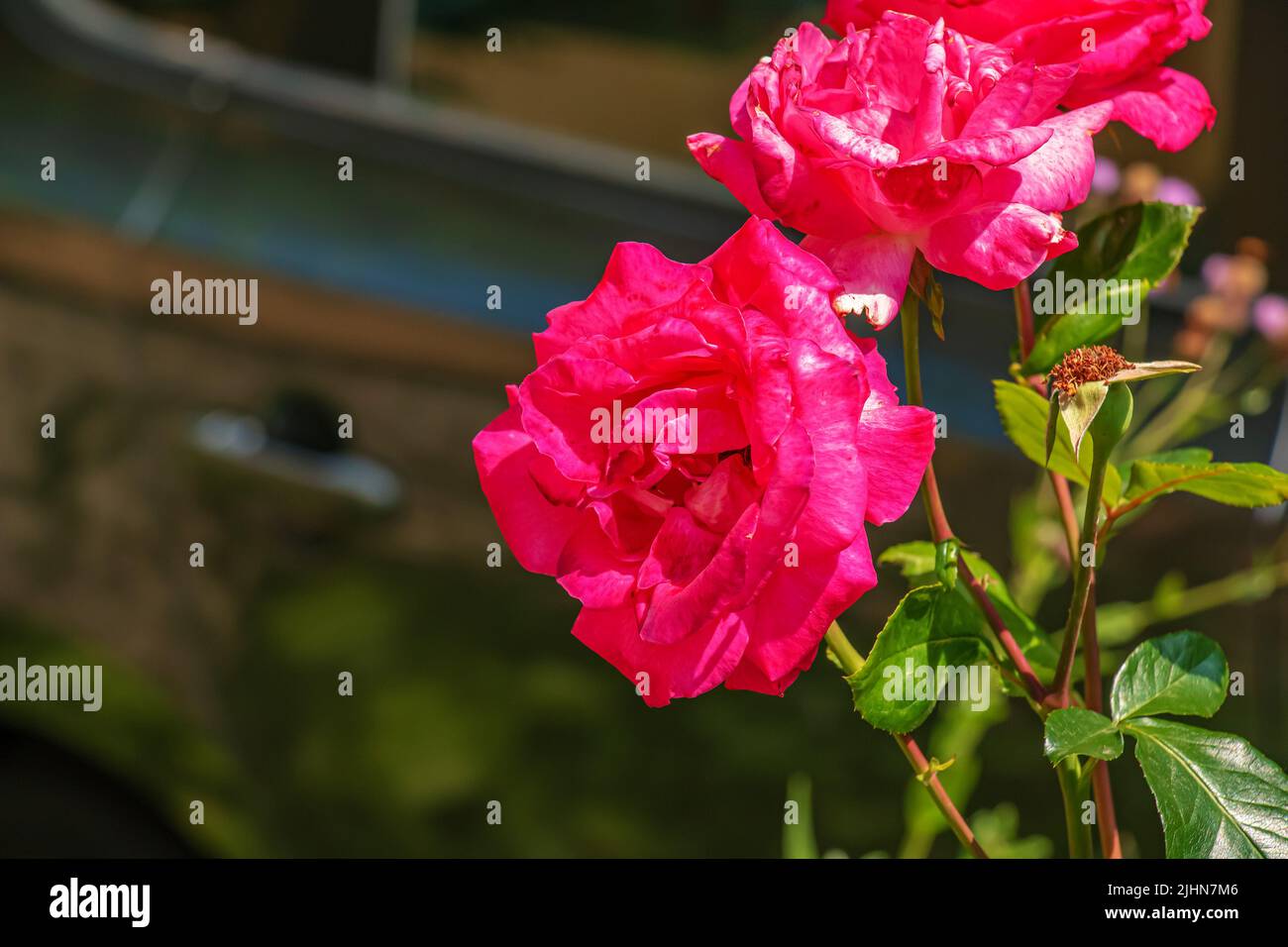 Fading rose in the garden. Withering. Roses with withered petals. Stock Photo