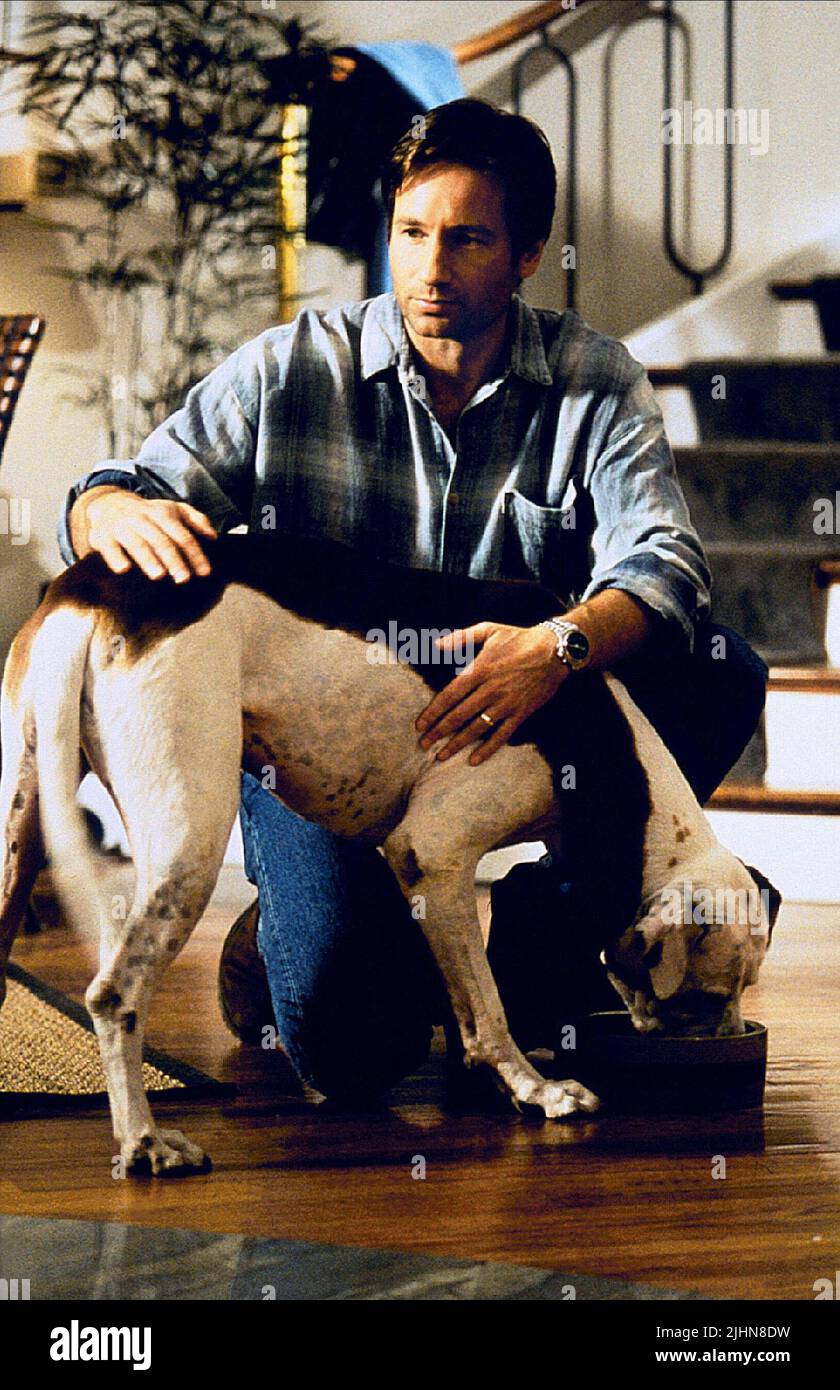 David duchovny dog return to me 2000 stock photo alamy