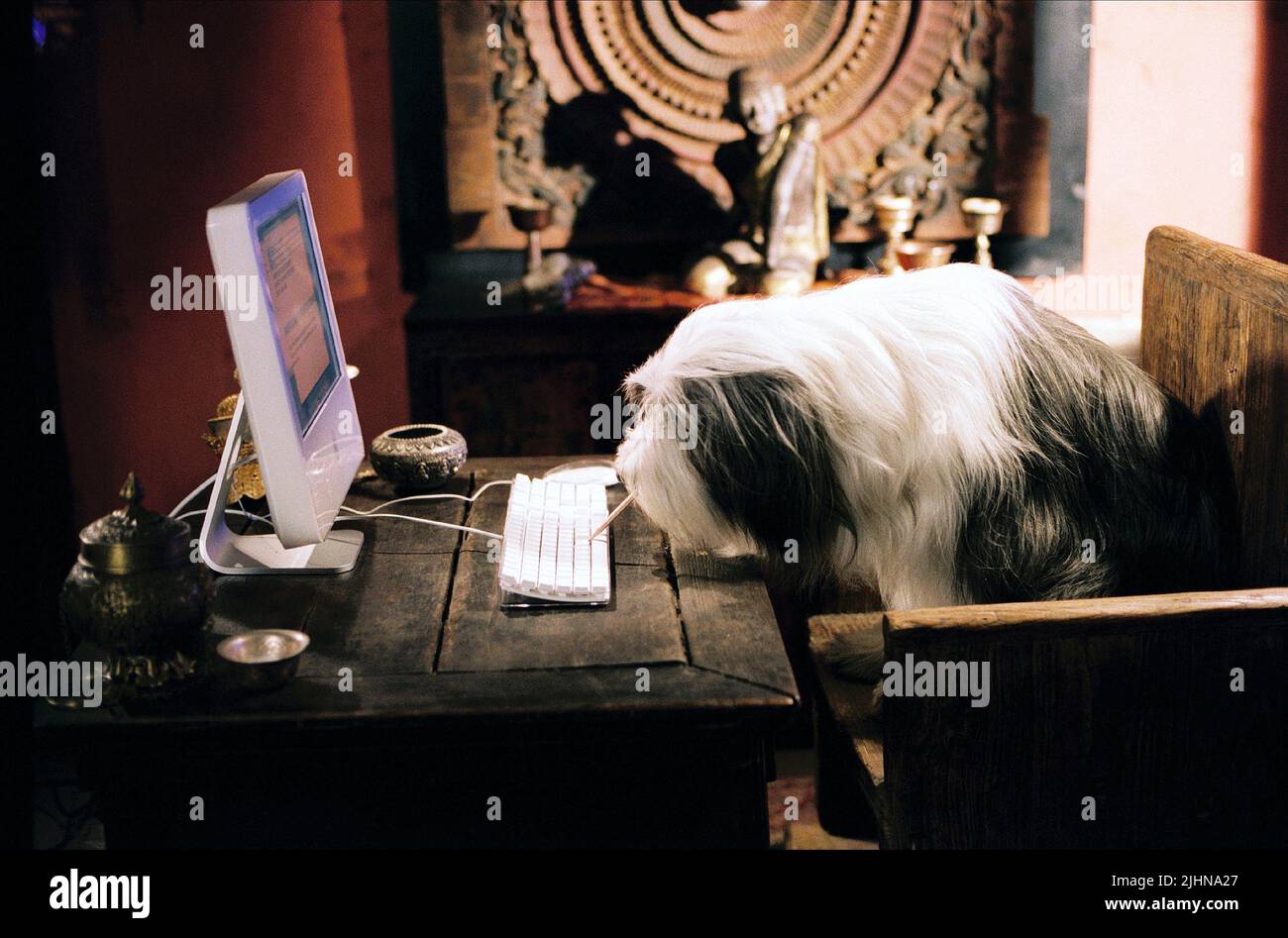 DOG USES COMPUTER, THE SHAGGY DOG, 2006 Stock Photo
