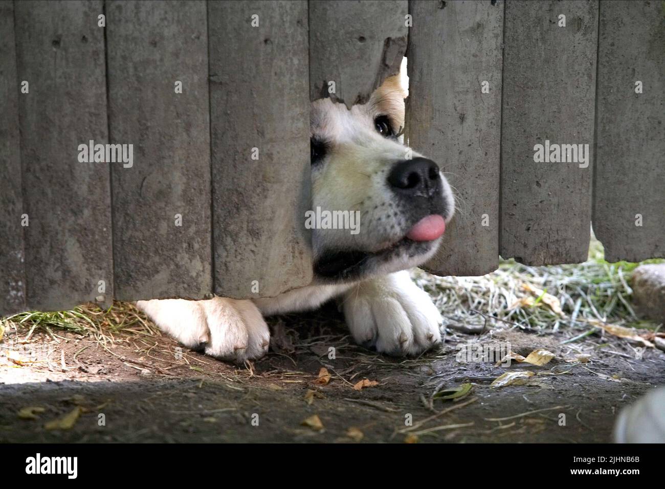 HACHIKO, HACHIKO A DOG'S STORY , 2009 Stock Photo Alamy
