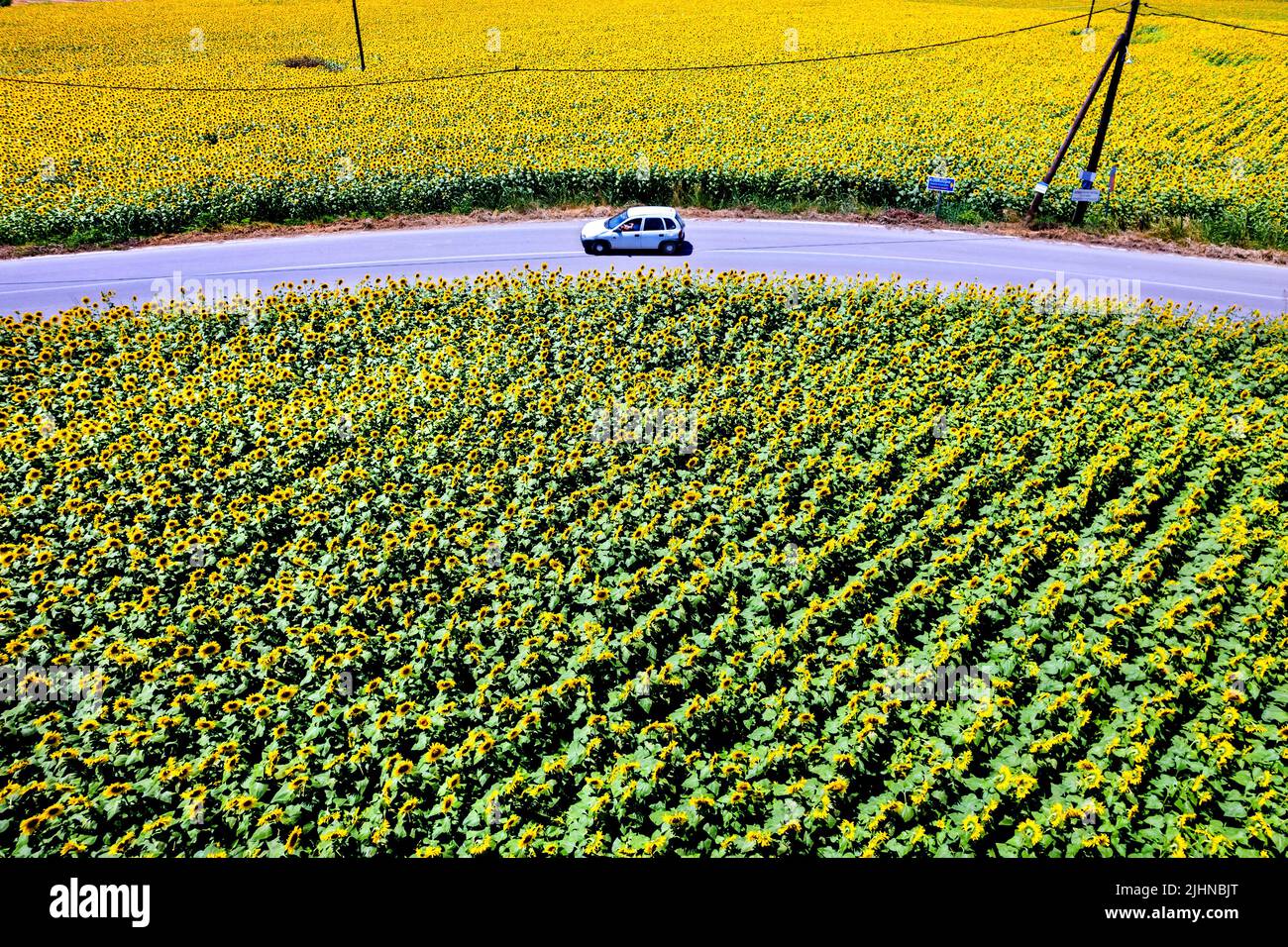 Fields with sunflowers close to Kouloura village, Larissa, Thessaly, Greece. Stock Photo