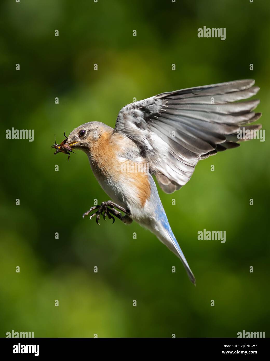 Bluebird Flying with Insect Stock Photo