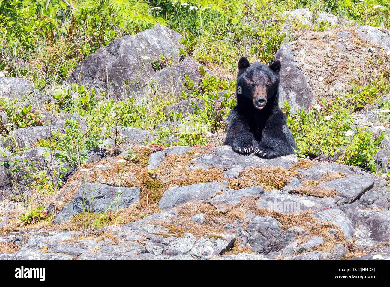 Peeking black bear (Ursus americanus vancouveri) on bear watching excursion around Tofino, Vancouver Island, British Columbia, Canada. Stock Photo
