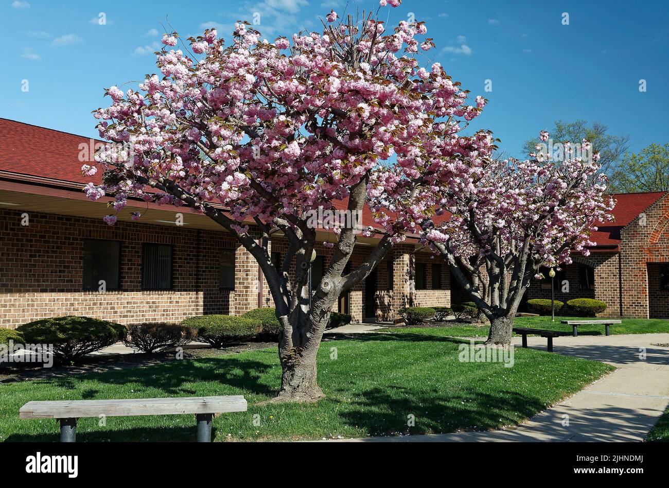 spring flowering trees, pink, large, nature, abundant display