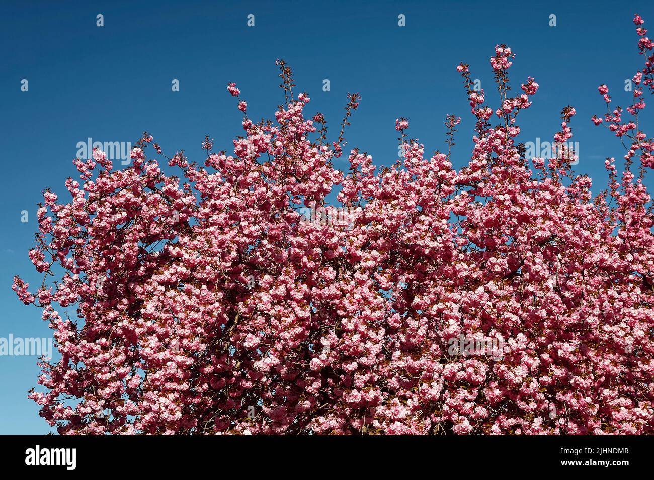 spring flowering tree, pink, large, nature, abundant display, deciduous, PA; Pennsylvania Stock Photo