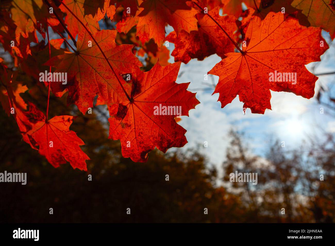 Silhouette hanging plant leaves hi-res stock photography and images - Alamy