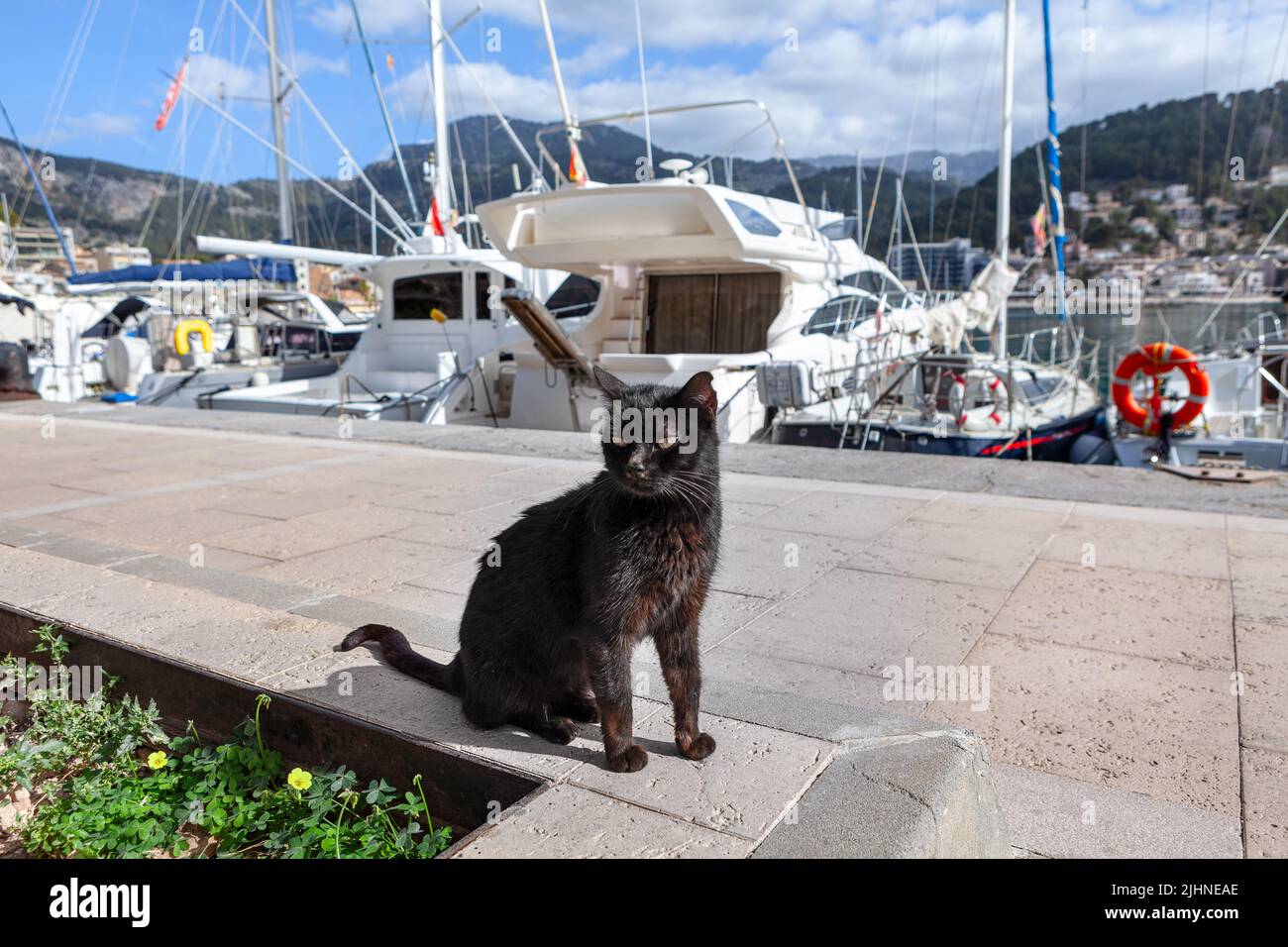 Black cat at the harbor . Cat and yachts Stock Photo Alamy
