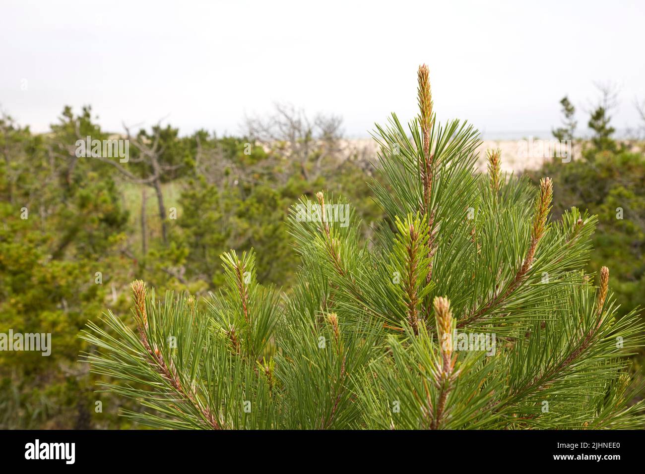 Top of pine trees with the Atlantic Ocean in the background. Stock Photo