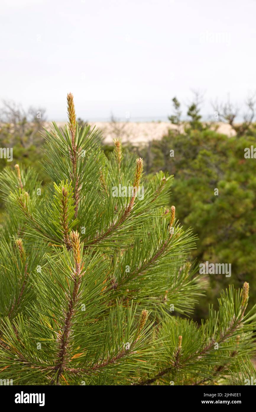 Top of pine trees with the Atlantic Ocean in the background. Stock Photo