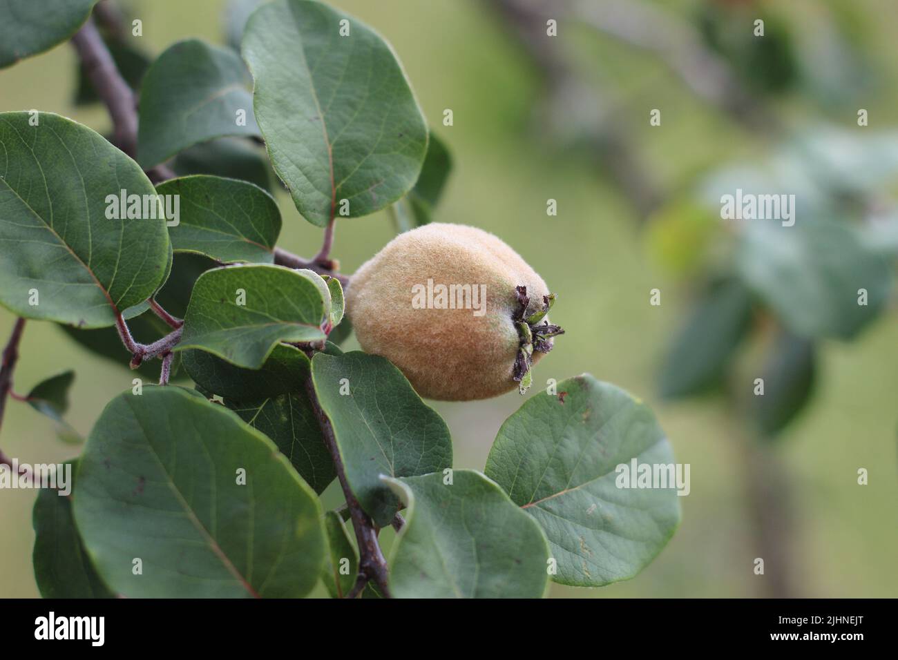 Kiwi fruit on a bush Stock Photo Alamy