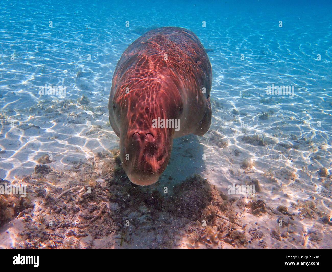 Indonesia Alor Island - Manatee - Lembu laut - marine mammal Stock Photo