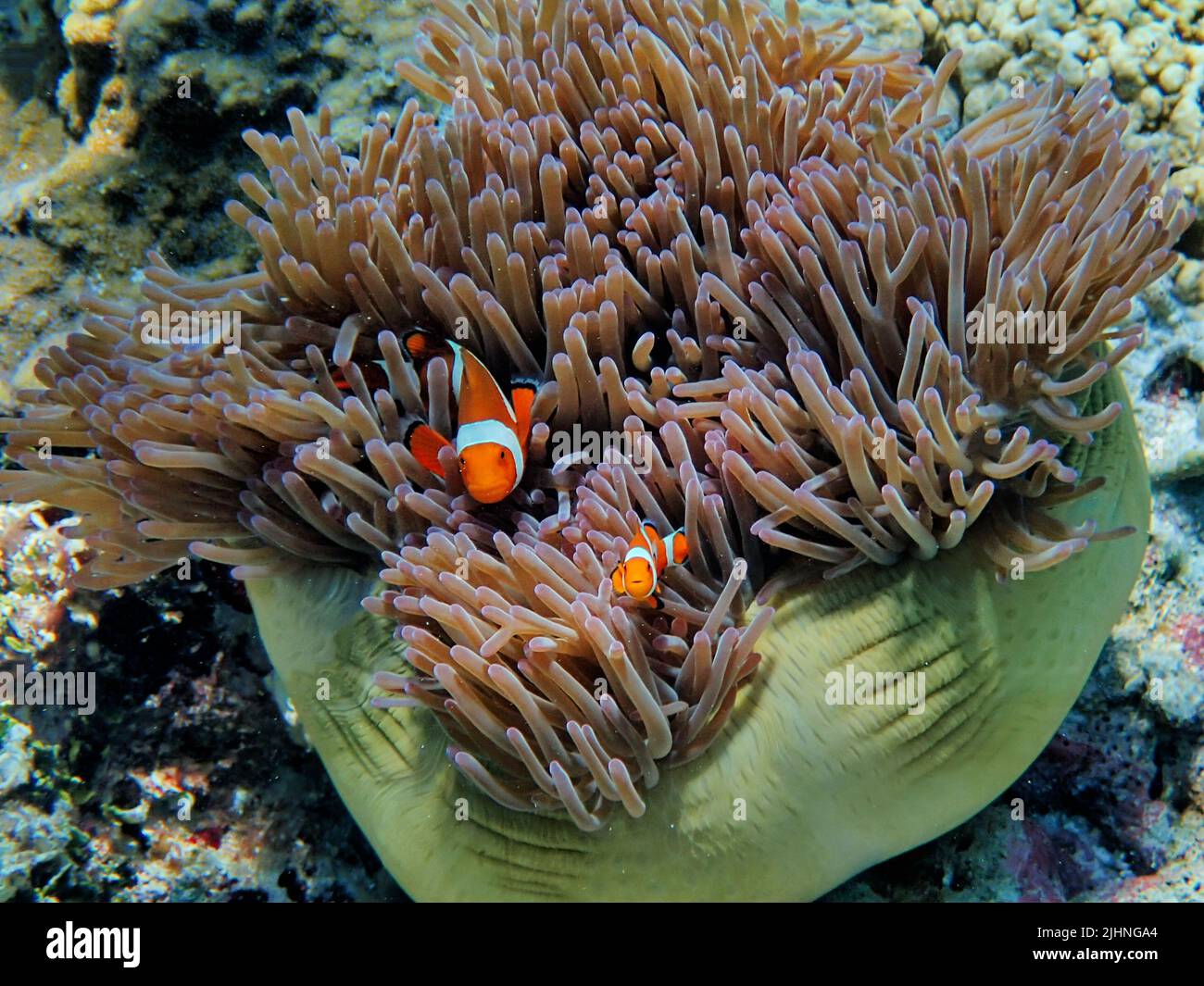 Indonesia Alor Island - Clownfish and Sea Anemone - Amphiprioninae ...