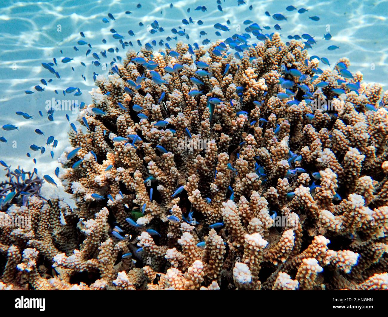 Indonesia Alor Island Colorful coral reef with fish Stock Photo Alamy