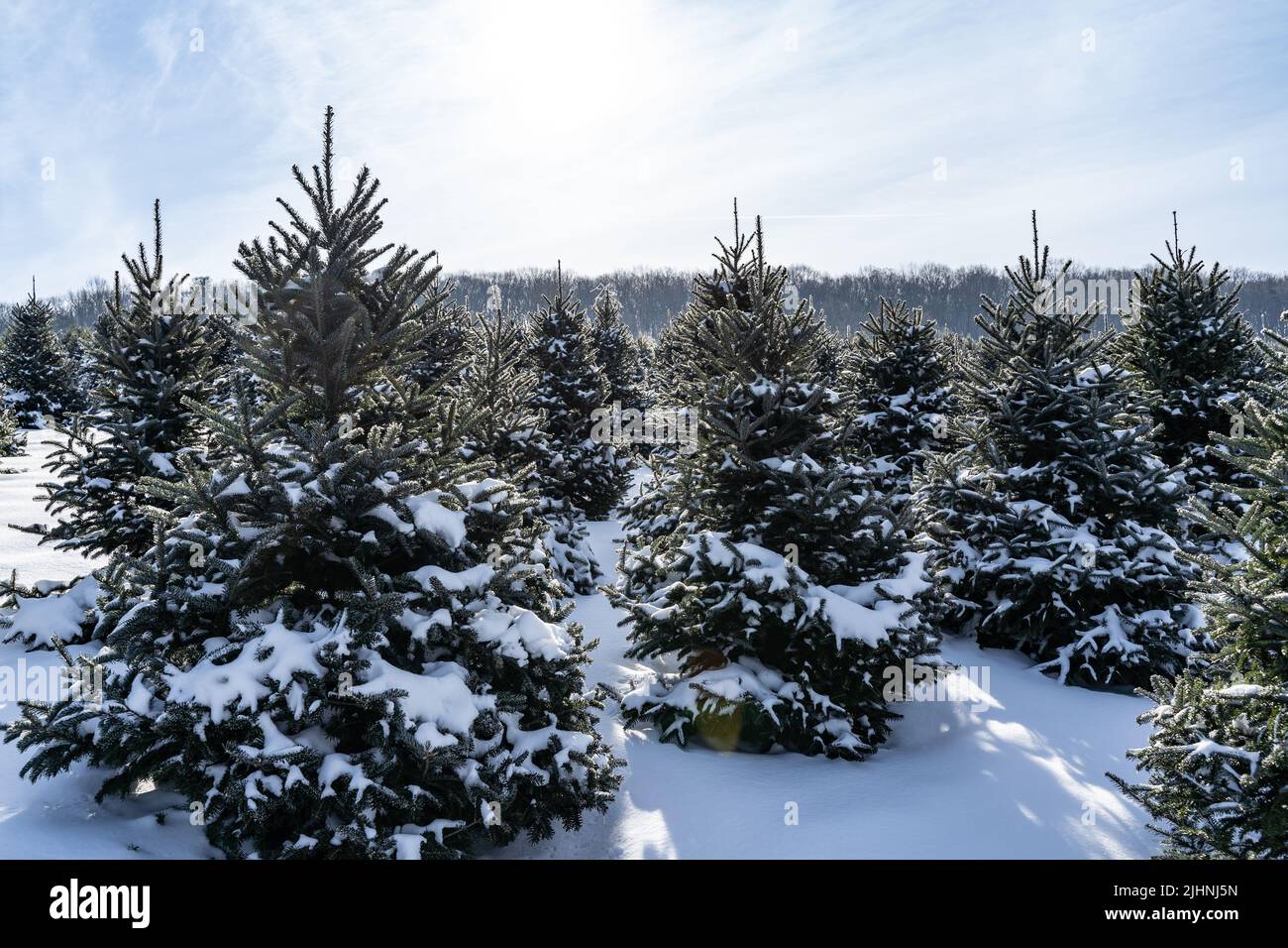 Rows of Christmas trees covered in snow on Christmas Tree Farm in Rural Pennsylvania Stock Photo