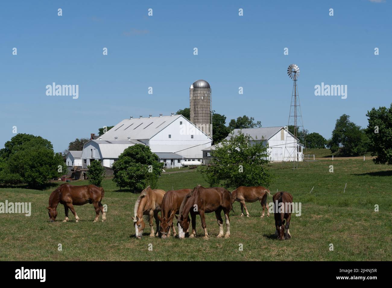 Horses graze in meadow on Amish Farm with white barn and windmill in Lancaster County, Pennsylvania Stock Photo