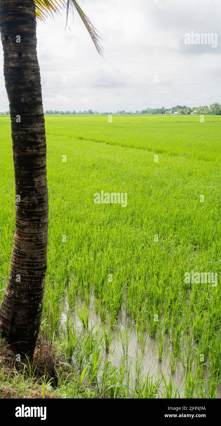 Cordon Rice Field Local rice field located in Alicia, Isabela, Philippines on a cloudy ...