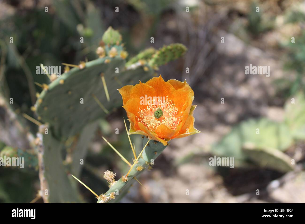 Single orange prickly pear cactus bloom at Big Bend National Park in Texas Stock Photo
