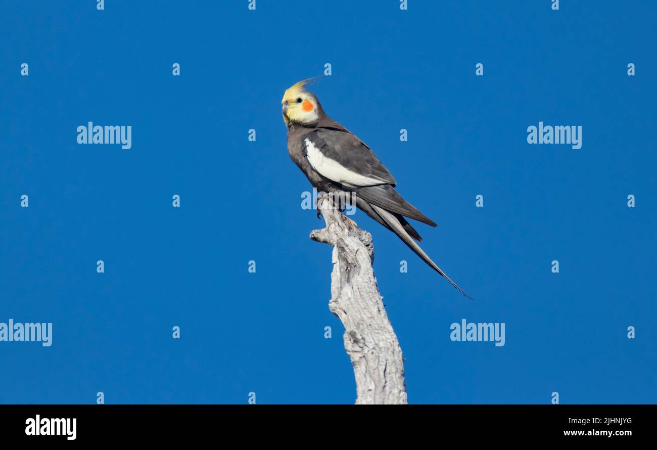 Cockatiel, Nymphicus hollandicus, perched on a branch with blue sky background in outback Western Queensland Australia. Stock Photo