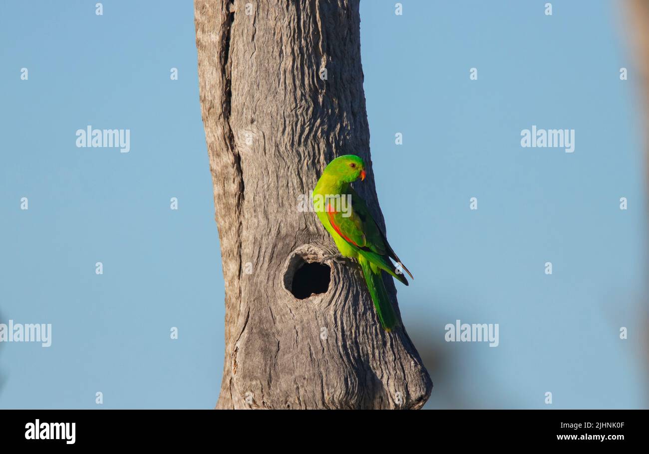Red Winged Parrot, Aprosmictus erythropterus, nesting in a hollowed tree trunk in outback Western Queensland Australia. Stock Photo