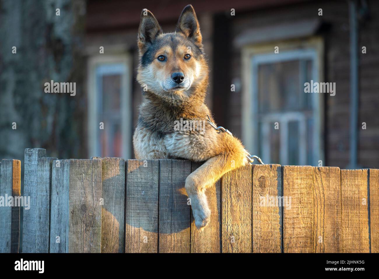 Portrait of a yard dog peeking out from behind a fence Stock Photo