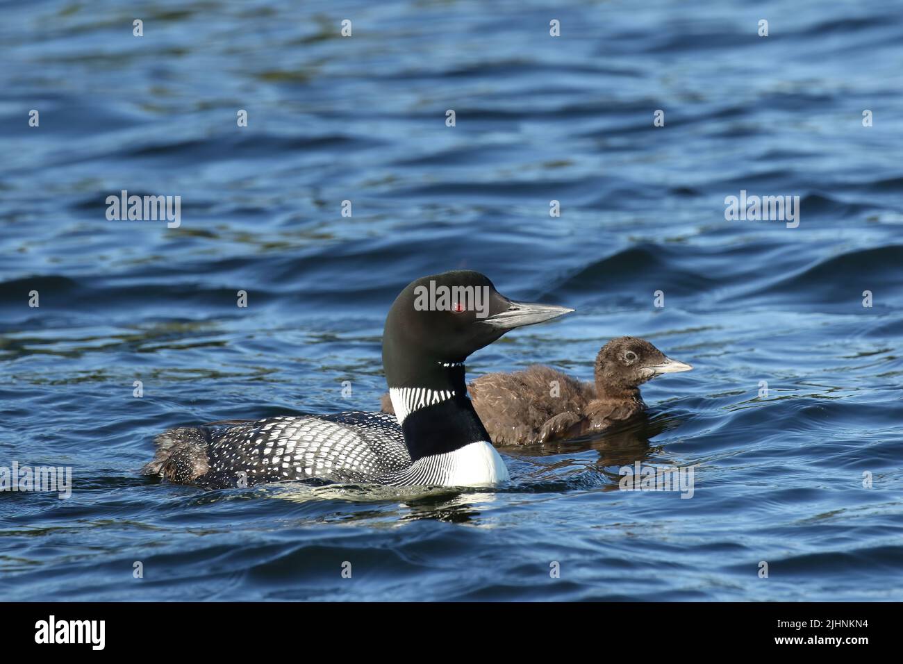 Mother and baby loon Stock Photo