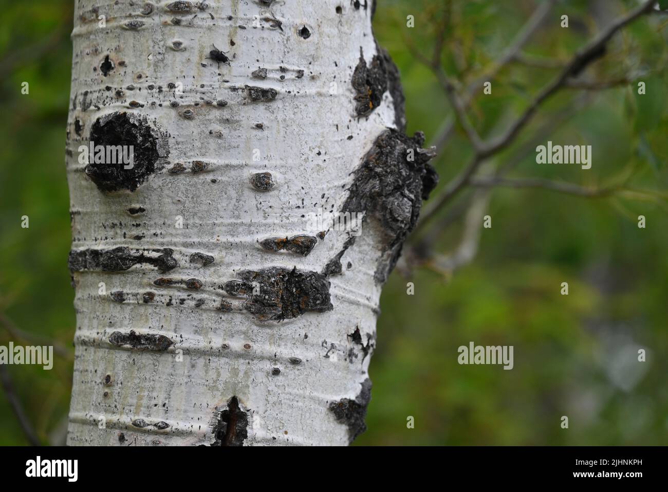 Close up of white birch tree bark at the Apostle Islands National Lakeshore. Stock Photo