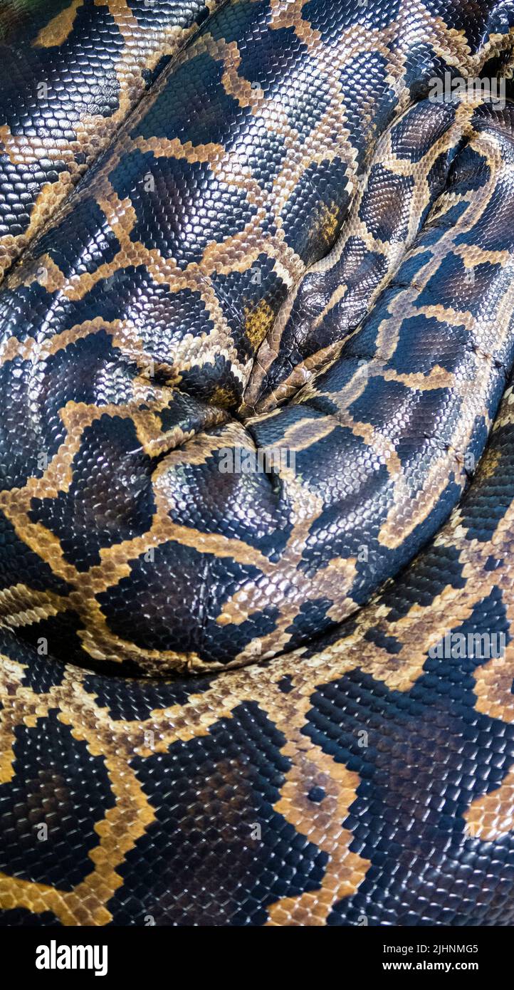Reticulated python is a species native to Southeast Asia. It is the world's longest snake, and listed as least concern on the IUCN Red List because of Stock Photo