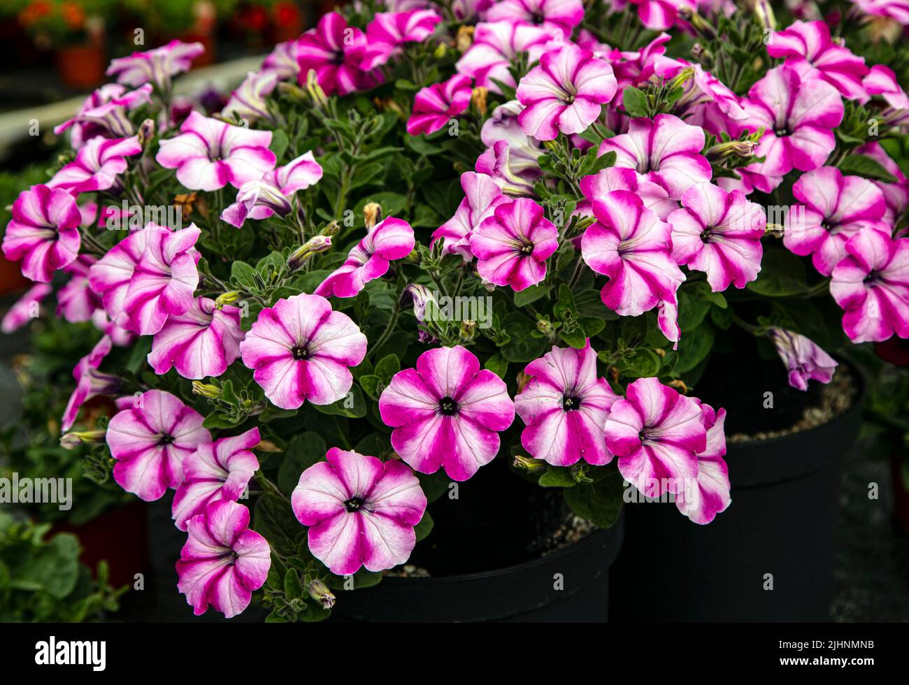 Petunia 'Raspberry Star' Stock Photo - Alamy