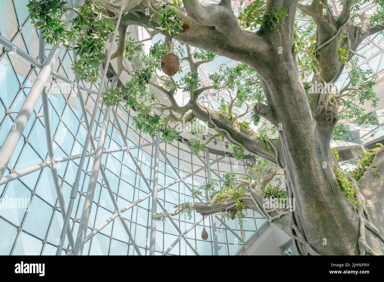 Dubai, UAE, October 8, 2016: The Green Planet Dubai - indoor rainforest environment with tropical birds, animals and plants Stock Photo