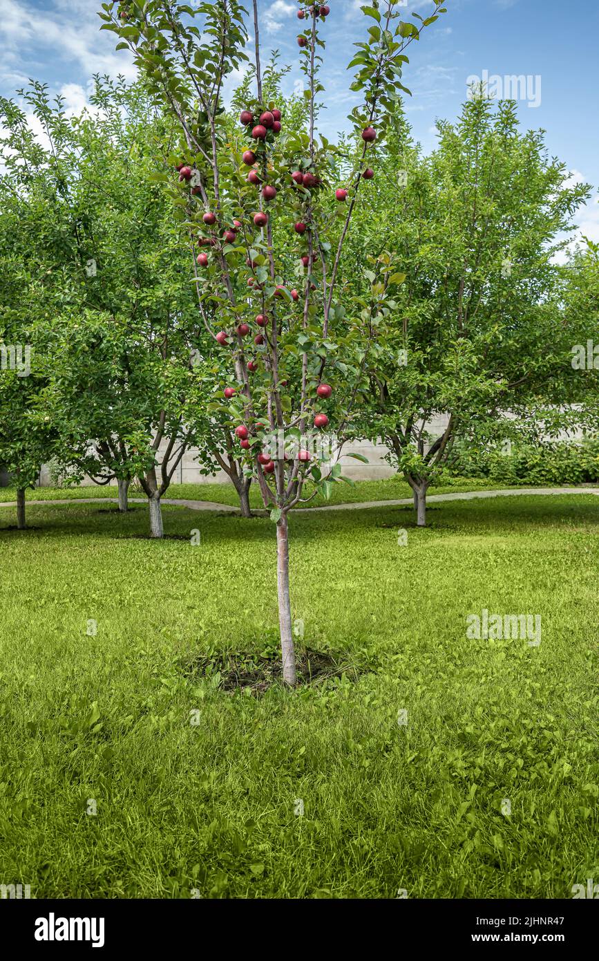 Apple tree with red apples growing on branches. Cultivated redflesh apple variety. Blue sky