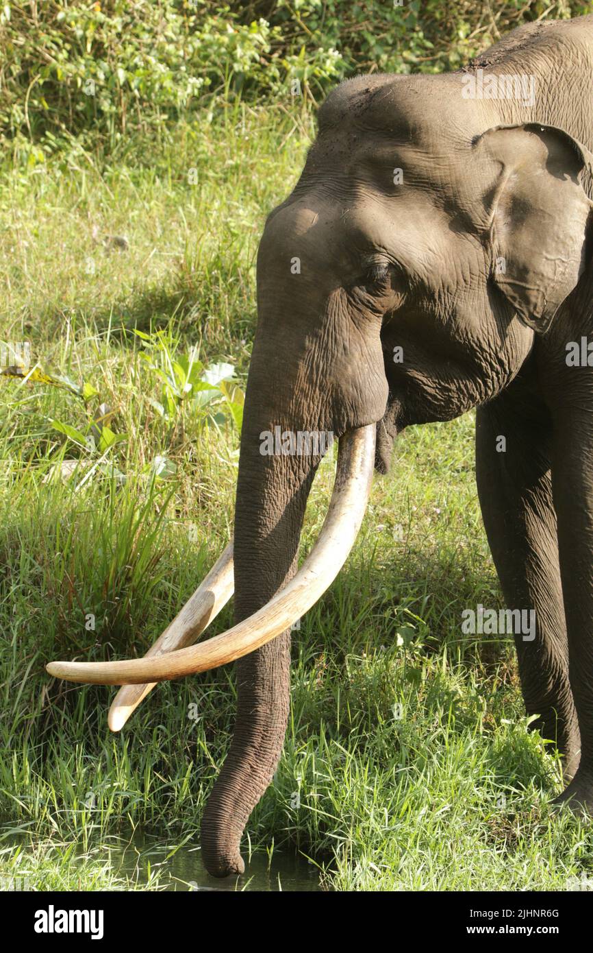 Elephants and Tuskers in Nagarhole National Park, India Stock Photo