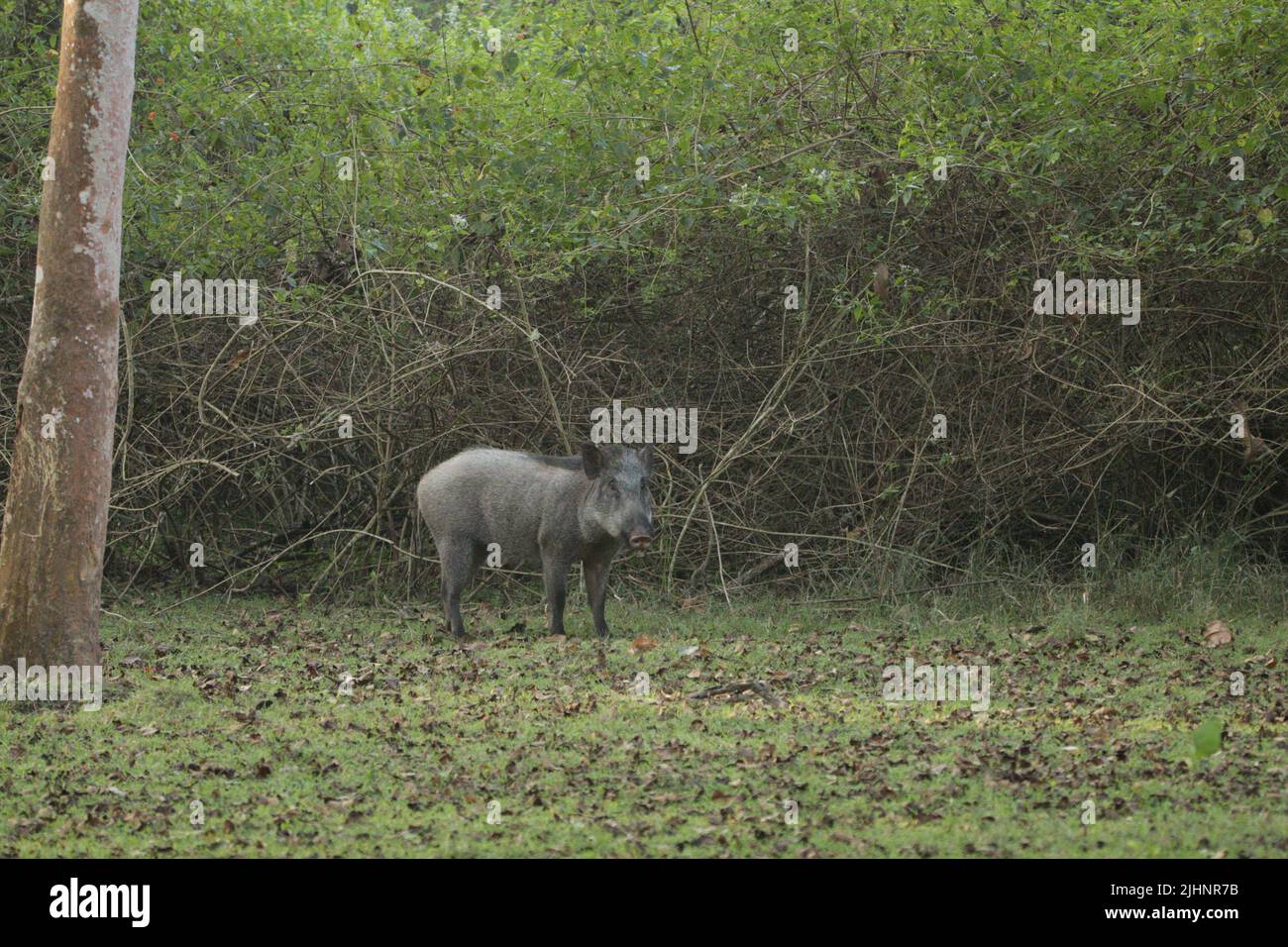 wild bows in Nagarahole National Park, India Stock Photo Alamy