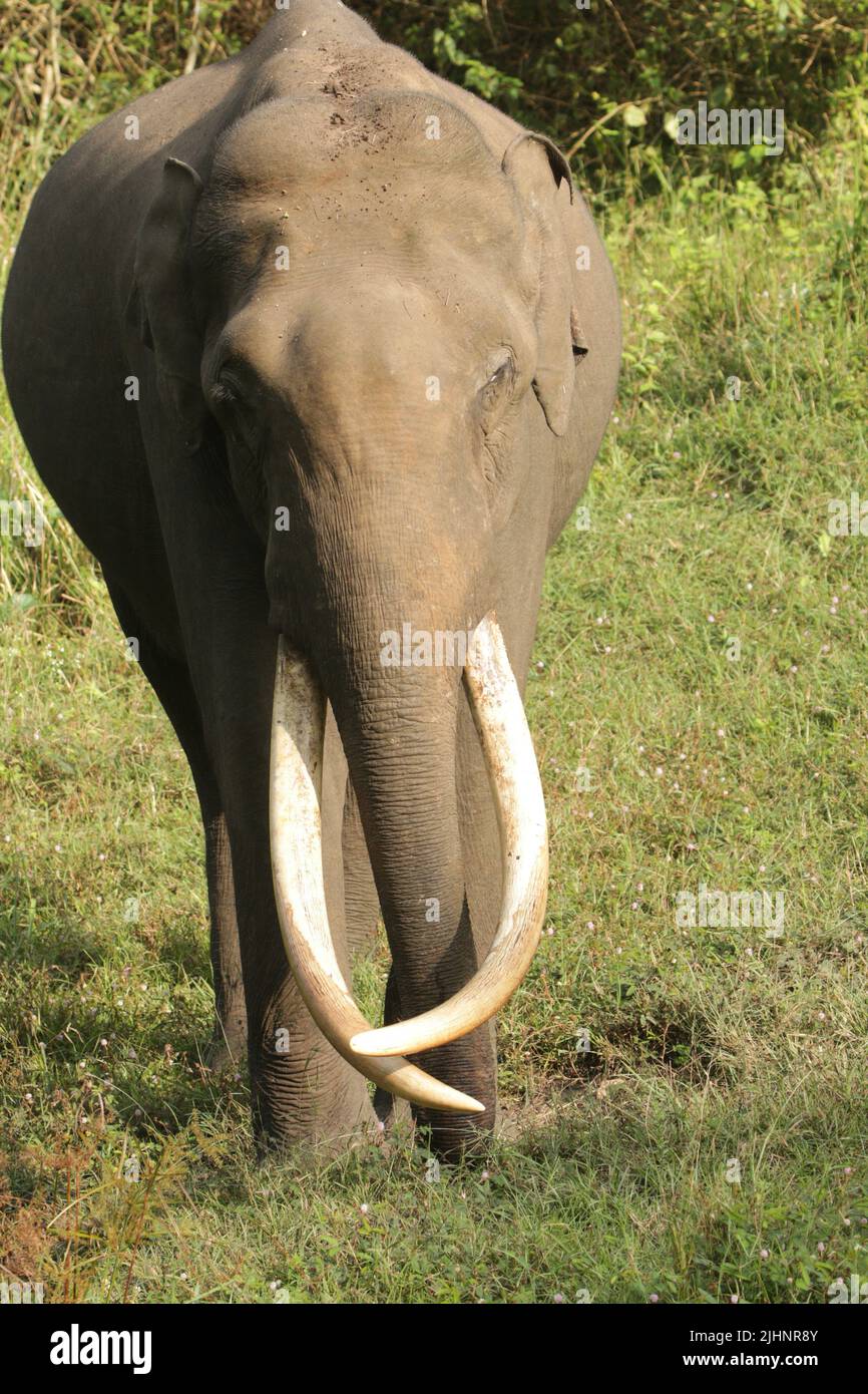 Elephants and Tuskers in Nagarhole National Park, India Stock Photo