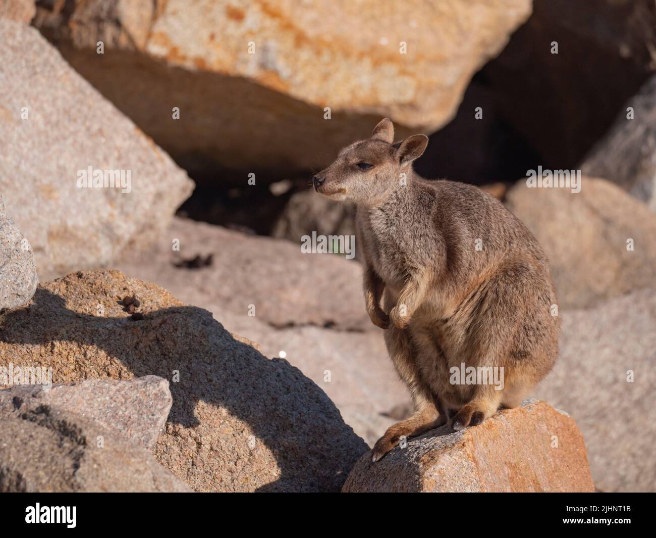 Allied Rock Wallaby, also known as a weasle Rock Wallaby, Petrogale assimilis, at Magnetic Island. Stock Photo