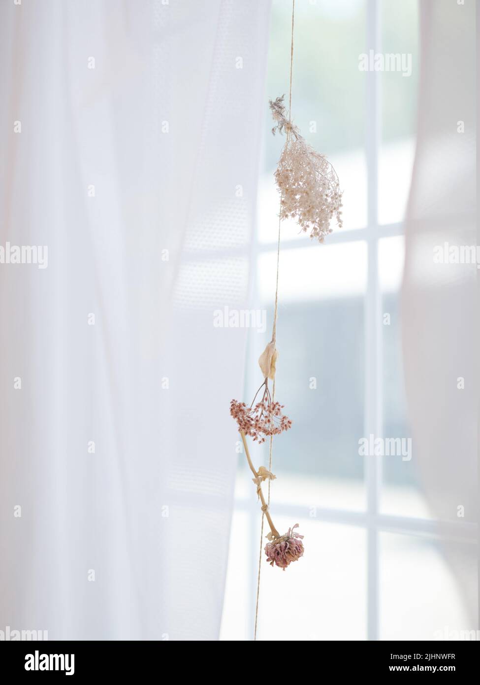 Dried Flower by the Window Stock Photo Alamy