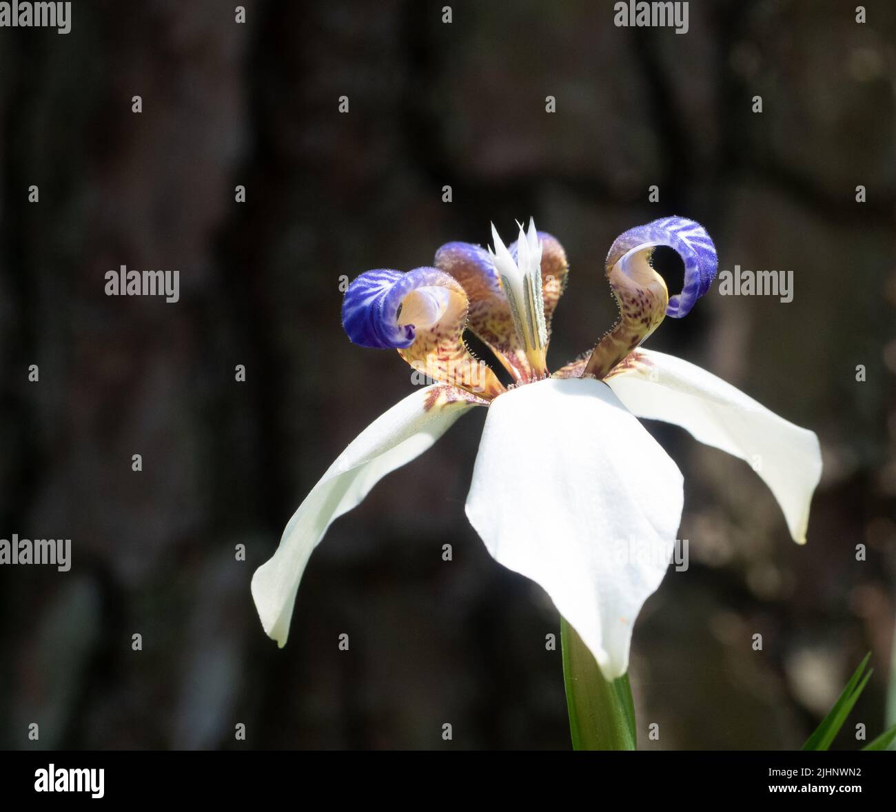 Close up of a Brazilian walking iris with white and purple petals photographed at eye level with a shallow depth of field. Stock Photo