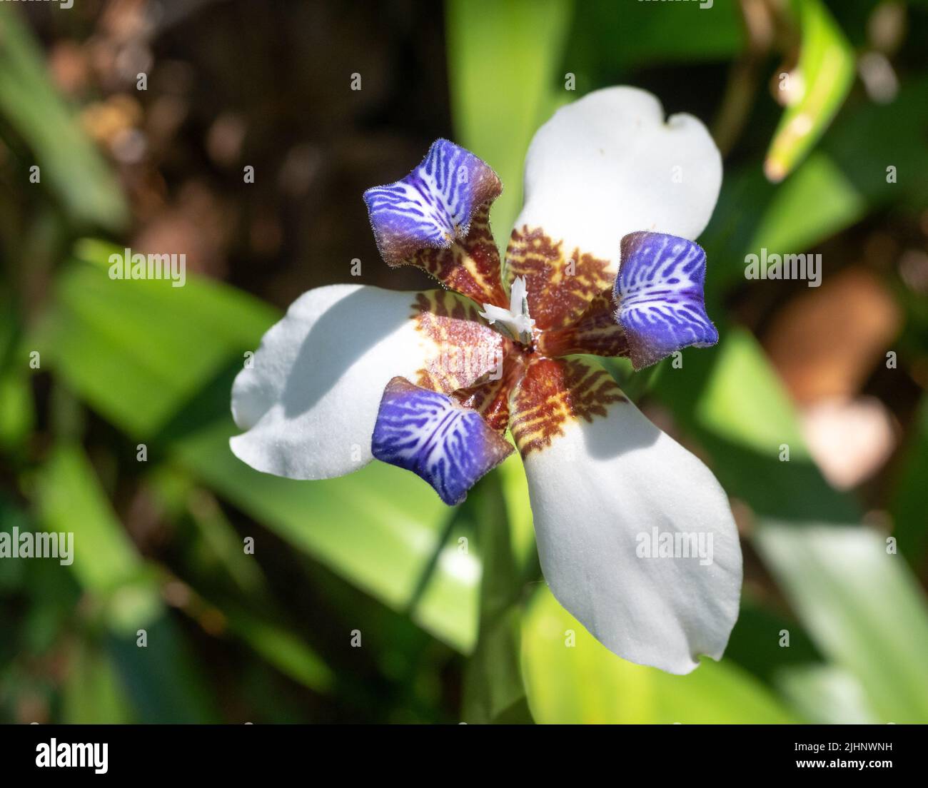 White and purple Brazilian Walking Iris photographed from above with leaves below. Stock Photo