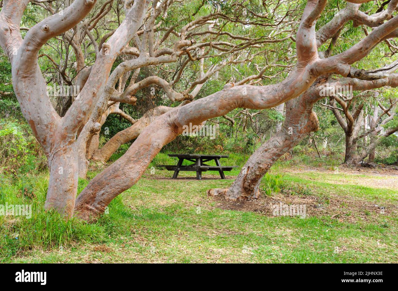 Wooden bench among twisted Snow gum trees - Shoal Bay, NSW, Australia Stock Photo