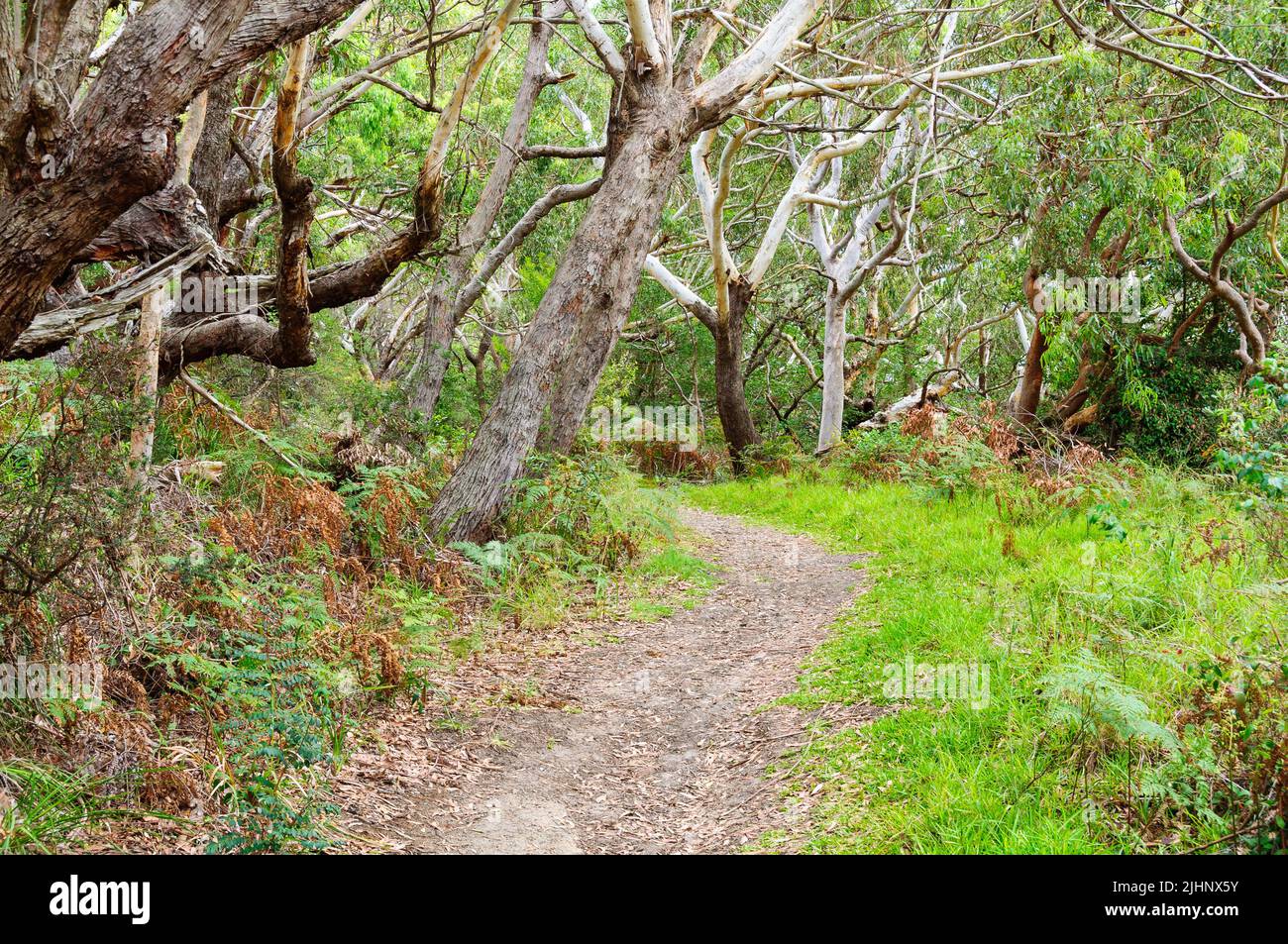 Walking track in the Tomaree National Park - Shoal Bay, NSW, Australia Stock Photo