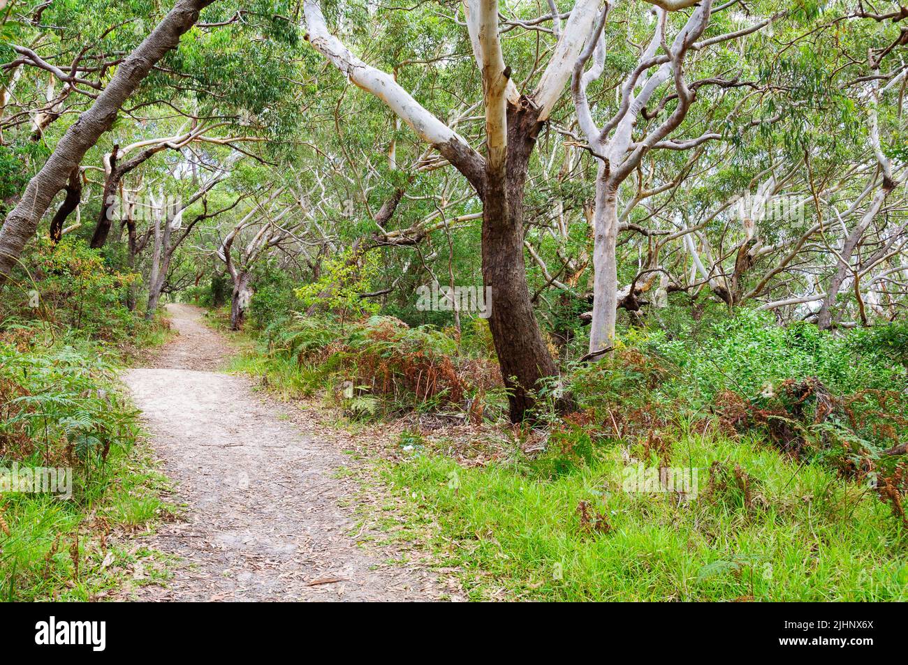 Walking track in the Tomaree National Park - Shoal Bay, NSW, Australia Stock Photo